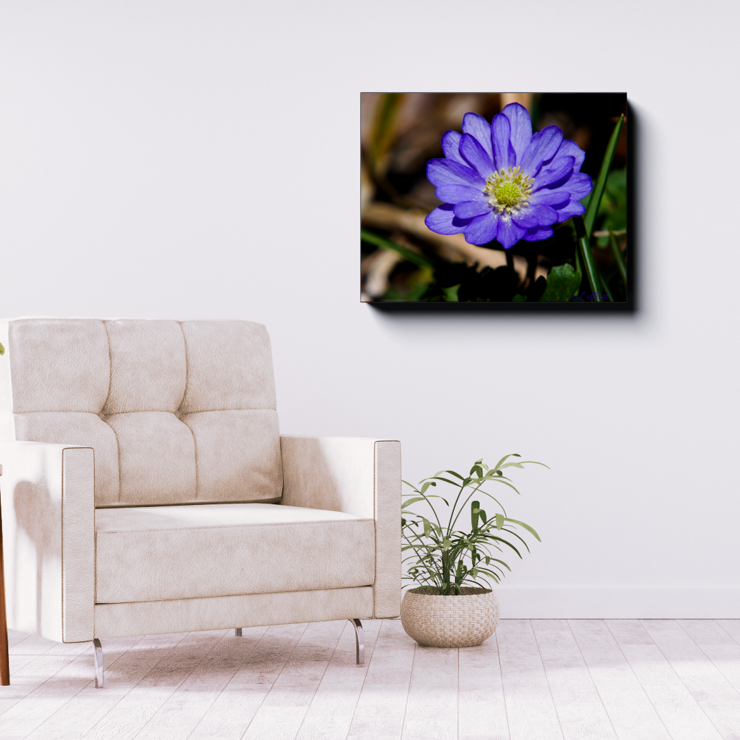 Gallery-wrapped canvas featuring a purple anemone flower displayed above a modern chair in a bright, minimalist living room.