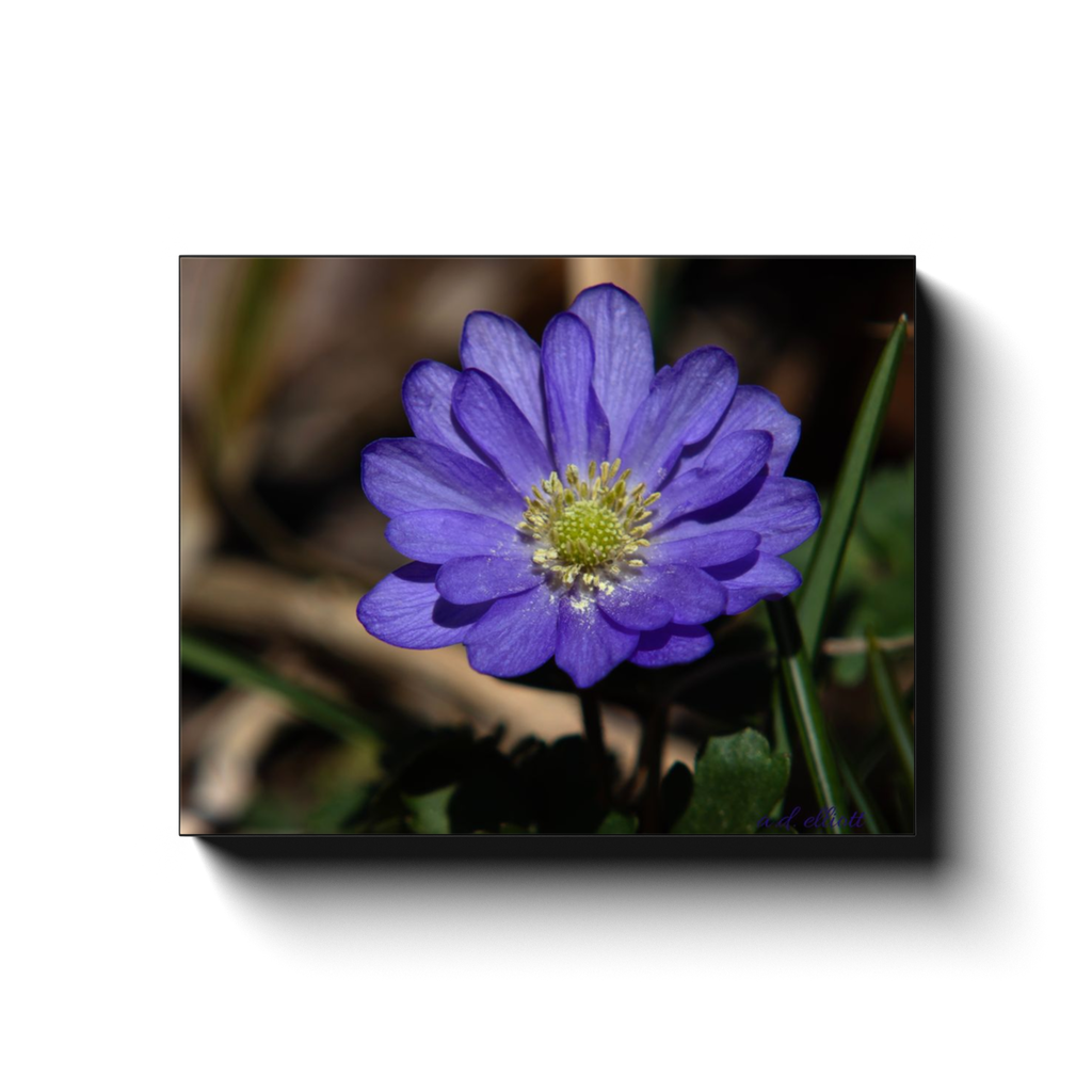 Gallery-wrapped canvas featuring a vibrant purple anemone flower photographed in Salem, Virginia by a.d. elliott.