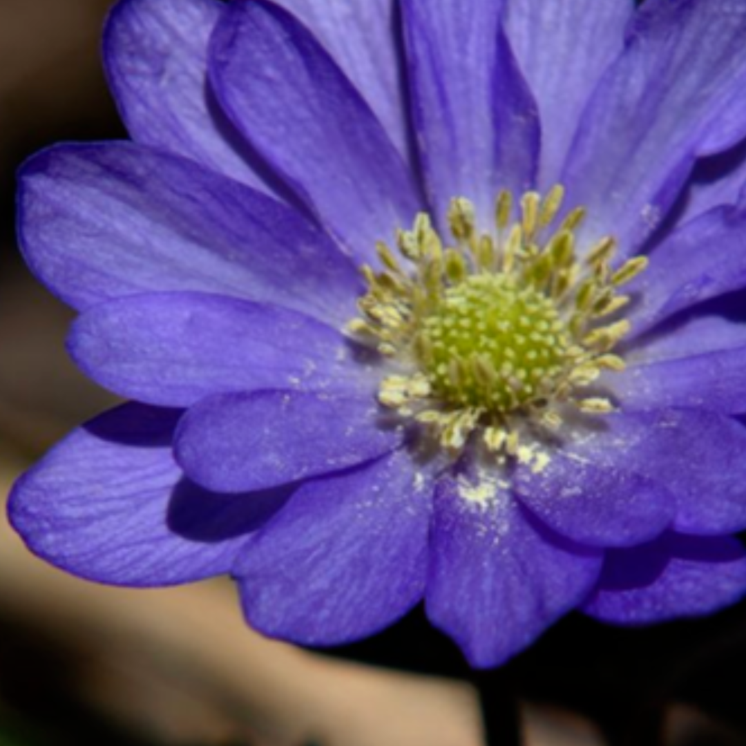 Close-up detail of a purple anemone flower showing delicate petals, textured veins, and a bright green center.