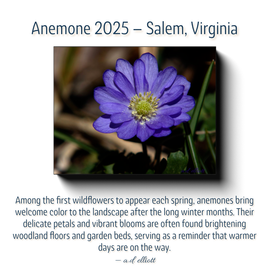 Story card featuring a purple anemone wildflower photographed in Salem, Virginia, with a description about anemones being among the first flowers to bloom each spring.