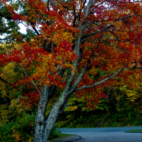 Close-up view of a maple tree covered in red, orange, and gold autumn leaves beside a curving road along the Blue Ridge Parkway.