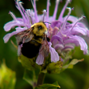 Gallery-wrapped canvas print featuring a bumblebee resting on a purple monarda flower against a softly blurred green background.