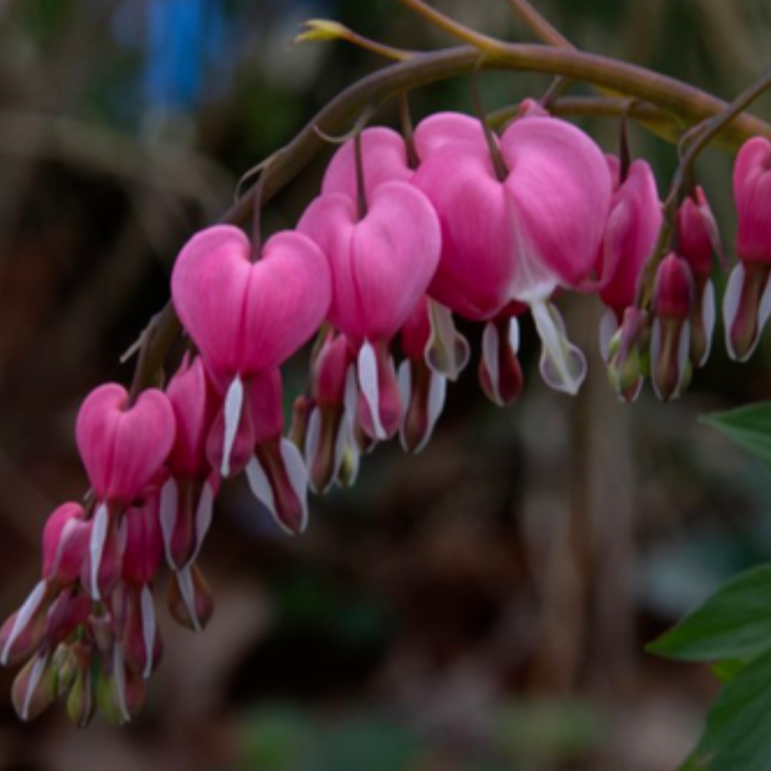 Close-up view of a gallery-wrapped canvas featuring bleeding heart flowers with vibrant pink blossoms and green foliage.