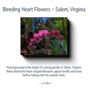 Story card for Bleeding Heart Flowers photography from Salem, Virginia, featuring the artwork and a short note about the flower's spring bloom.