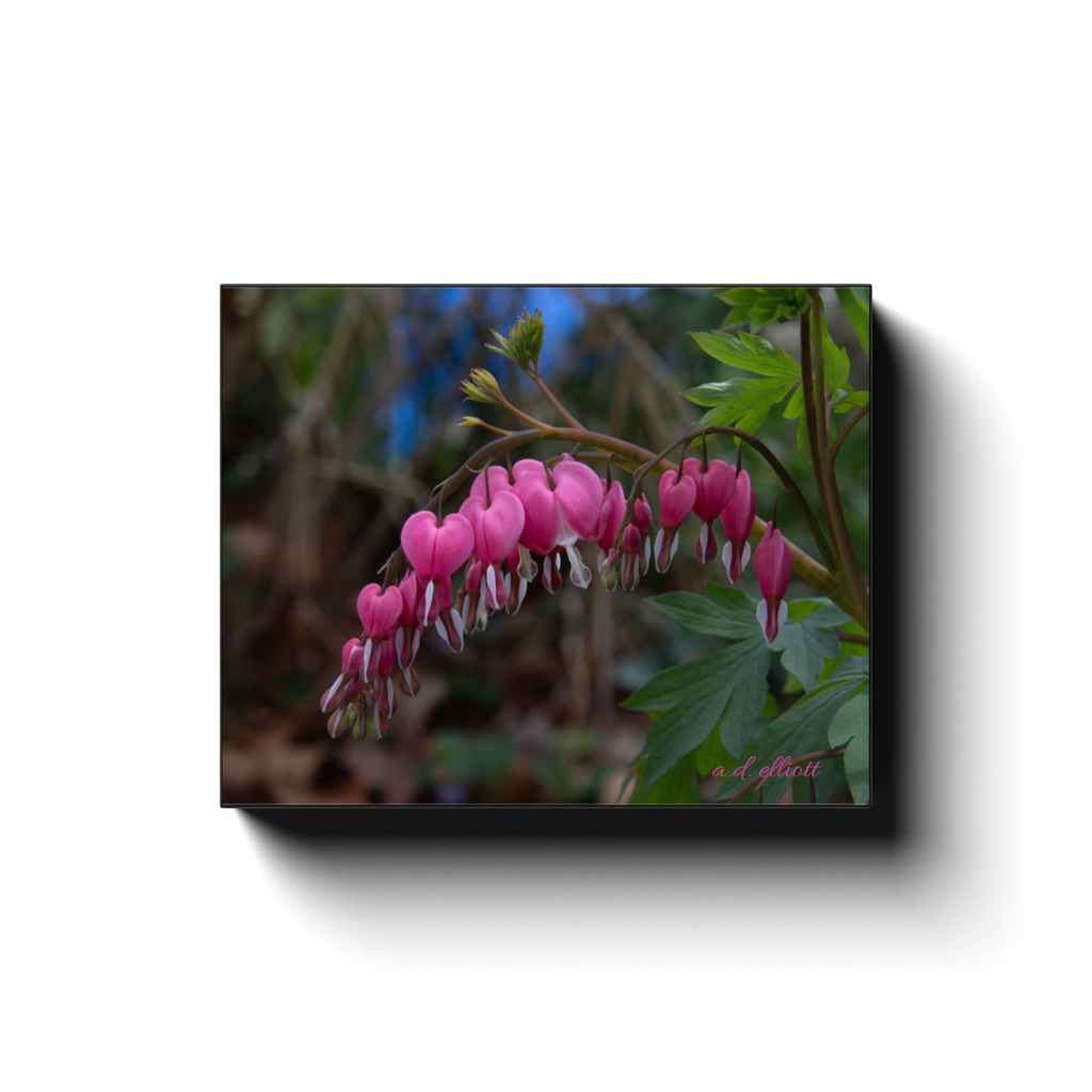 Gallery-wrapped canvas featuring pink bleeding heart flowers blooming in Salem, Virginia, photographed by a.d. elliott.