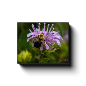 Close-up photograph of a yellow and black bumblebee gathering nectar from a lavender monarda flower in Blacksburg, Virginia.