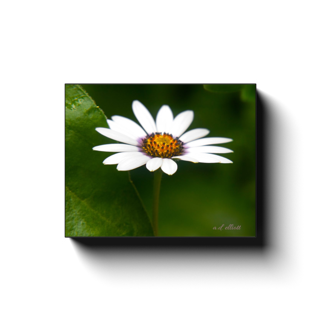 Gallery-wrapped canvas print featuring a single white daisy with a golden center against a softly blurred green background.