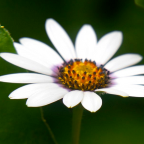 Close-up photograph of a white daisy with a golden yellow center against a deep green natural background.