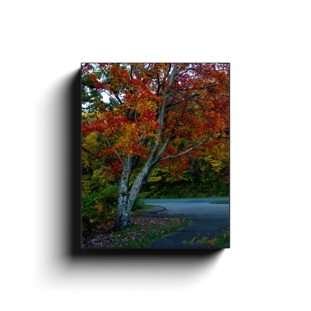 Gallery-wrapped canvas featuring a vibrant autumn maple tree beside a winding road along the Blue Ridge Parkway in Virginia, photographed by a.d. elliott.