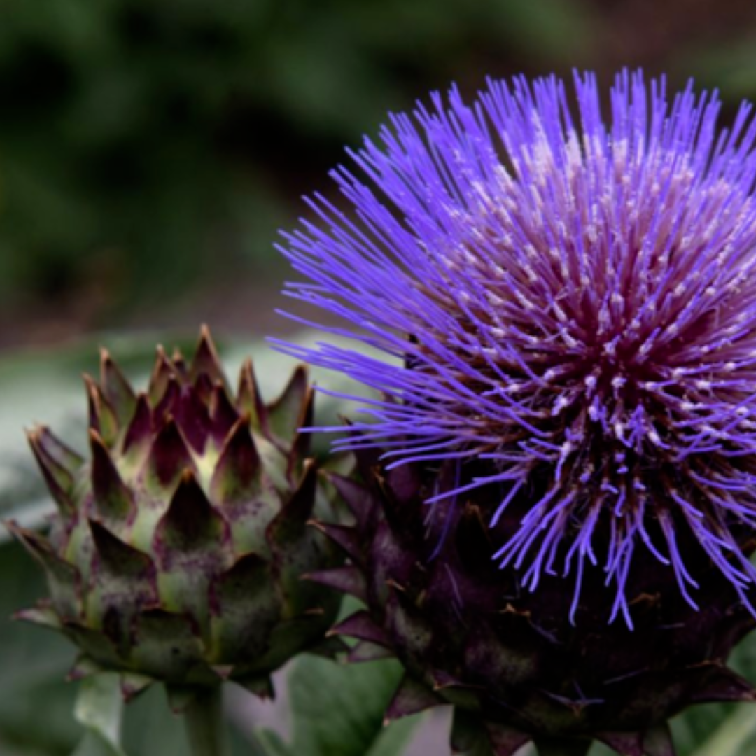 Close-up view of a vivid purple thistle bloom with fine radiating petals and dark pointed bracts against a soft green background.