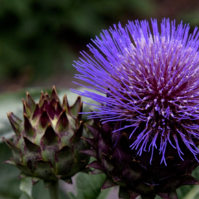 Close-up view of a vivid purple thistle bloom with fine radiating petals and dark pointed bracts against a soft green background.