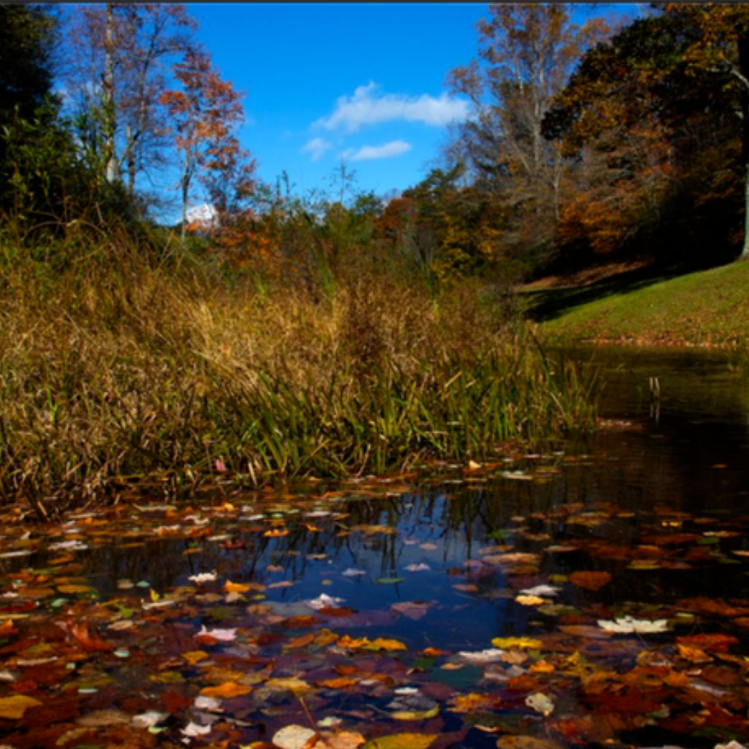 Close-up view of colorful autumn leaves floating across Rakes Mill Pond beneath a bright blue sky near Floyd, Virginia.
