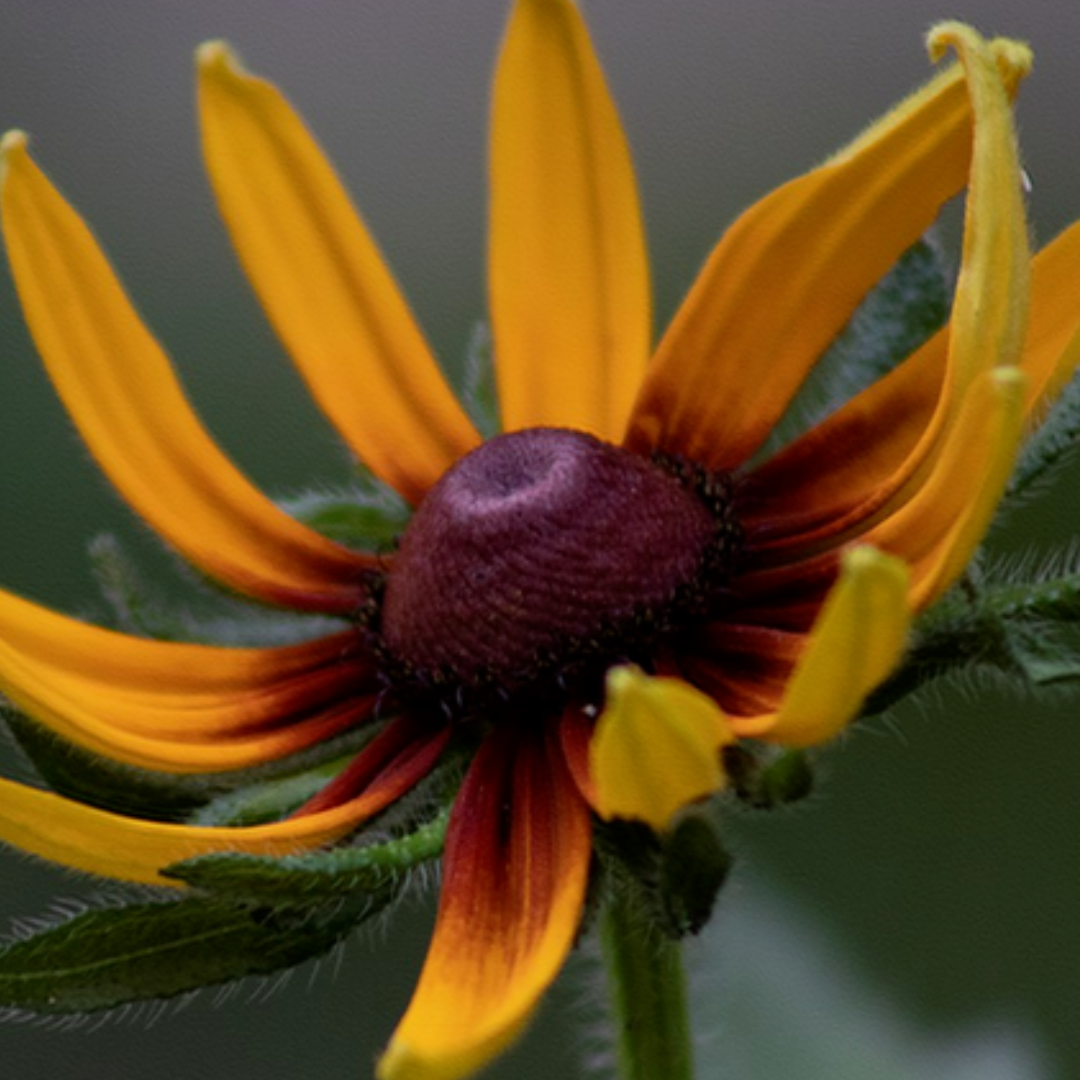 Close-up photograph of a golden rudbeckia flower with yellow and red petals surrounding a dark burgundy center against a soft green background.