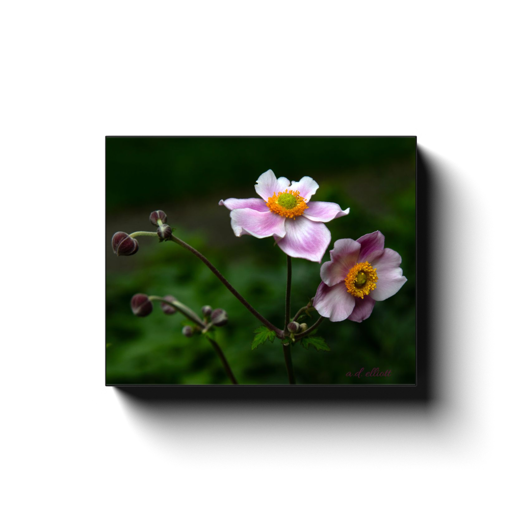 Gallery-wrapped canvas featuring pale pink thimbleweed flowers and unopened buds photographed in Blacksburg, Virginia, by a.d. elliott.