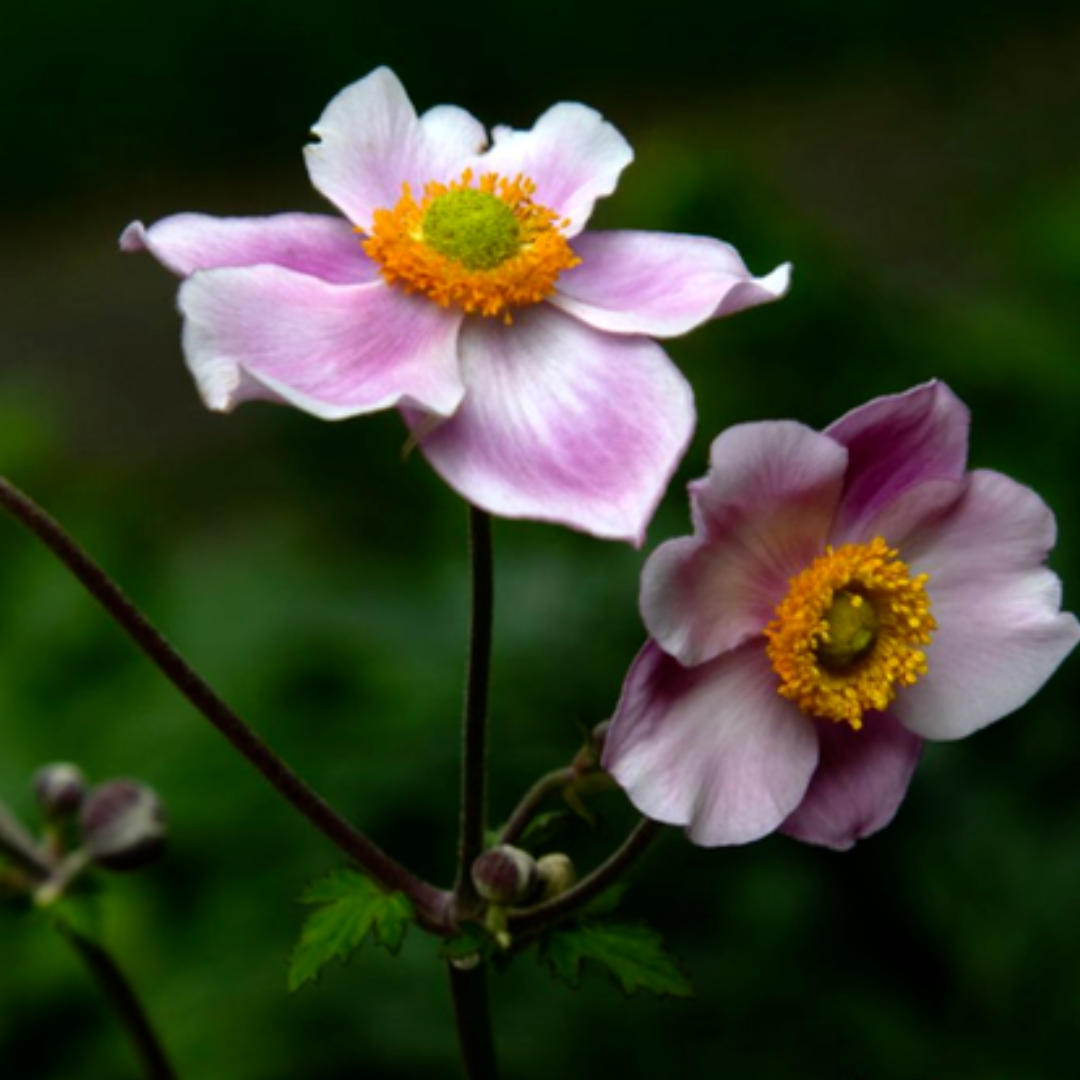 Close-up view of two pale pink thimbleweed flowers with golden centers against a deep green garden background.