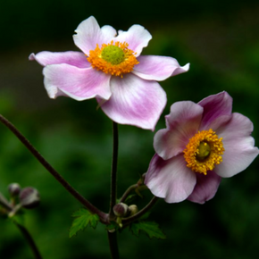 Close-up view of two pale pink thimbleweed flowers with golden centers against a deep green garden background.
