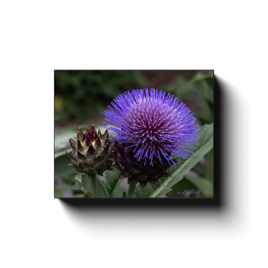 Gallery-wrapped canvas featuring a purple thistle flower beside an unopened bloom, photographed in Blacksburg, Virginia, by a.d. elliott.