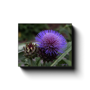 Gallery-wrapped canvas featuring a purple thistle flower beside an unopened bloom, photographed in Blacksburg, Virginia, by a.d. elliott.