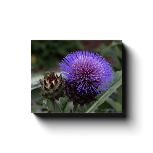 Gallery-wrapped canvas featuring a purple thistle flower beside an unopened bloom, photographed in Blacksburg, Virginia, by a.d. elliott.