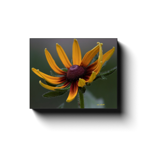 Gallery-wrapped canvas print featuring a golden rudbeckia flower with curled yellow petals, red accents, and a dark center.