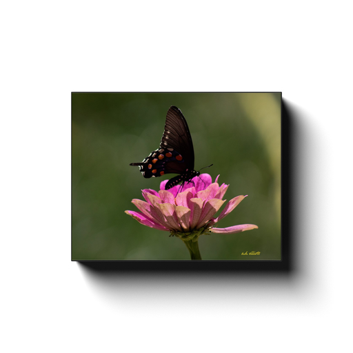 A macro photograph of a pink Zinna and a Swallowtail butterfly. Taken by the photographer a.d. elliott - Take the Back Roads - #TaketheBackRoads  Printed on high quality, artist-grade stock and folded around a lightweight frame to give them a gorgeous, gallery-ready appearance. With acid-free ink that will last without fading or chipping, Features a scratch-resistant UV coating. Wipes clean easily with a damp cloth or to remove dust, vacuum gently using a soft brush attachment.