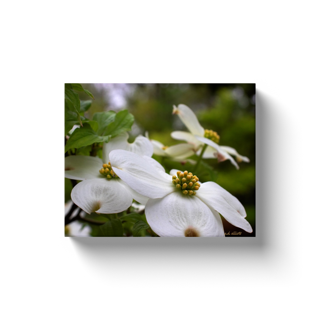 A macro photograph of white dogwood blossoms taken by the Arkansas photographer a.d. elliott.  Printed on high quality, artist-grade stock and folded around a lightweight frame to give them a gorgeous, gallery-ready appearance. With acid-free ink that will last without fading or chipping, Features a scratch-resistant UV coating. Wipes clean easily with a damp cloth or to remove dust, vacuum gently using a soft brush attachment.