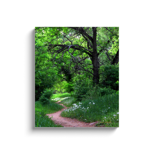 A photograph of a path in a forest taken by the. photograph a.d. elliott  Printed on high-quality, artist-grade stock and folded around a lightweight frame to give them a gorgeous, gallery-ready appearance. With acid-free ink that will last without fading or chipping, Features a scratch-resistant UV coating. Wipes clean easily with a damp cloth or to remove dust, vacuum gently using a soft brush attachment.