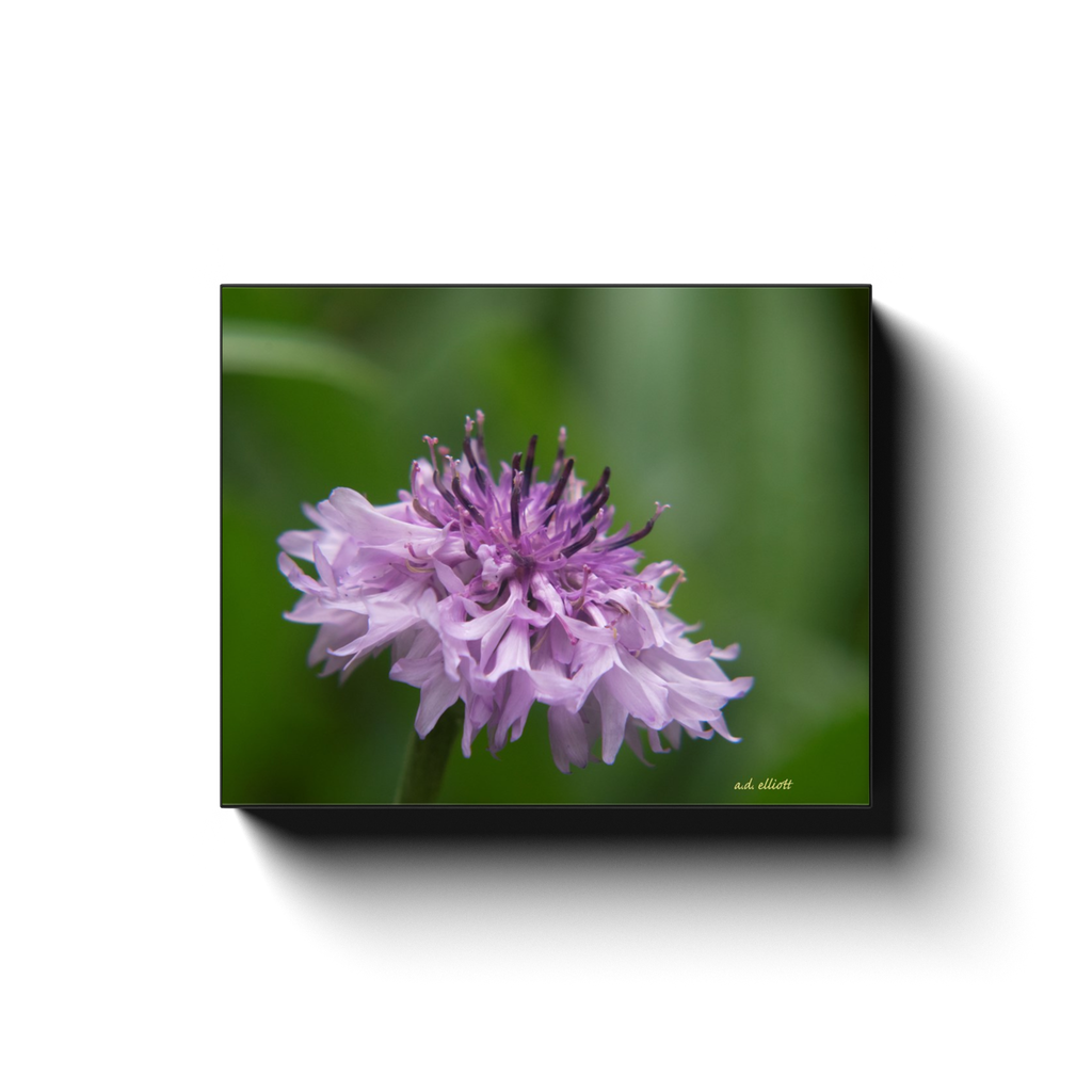 A macro photograph of a pink Centaurea flower. Taken by the photographer a.d. elliott. Printed on high quality, artist-grade stock and folded around a lightweight frame to give them a gorgeous, gallery-ready appearance. With acid-free ink that will last without fading or chipping, Features a scratch-resistant UV coating. Wipes clean easily with a damp cloth or to remove dust, vacuum gently using a soft brush attachment.