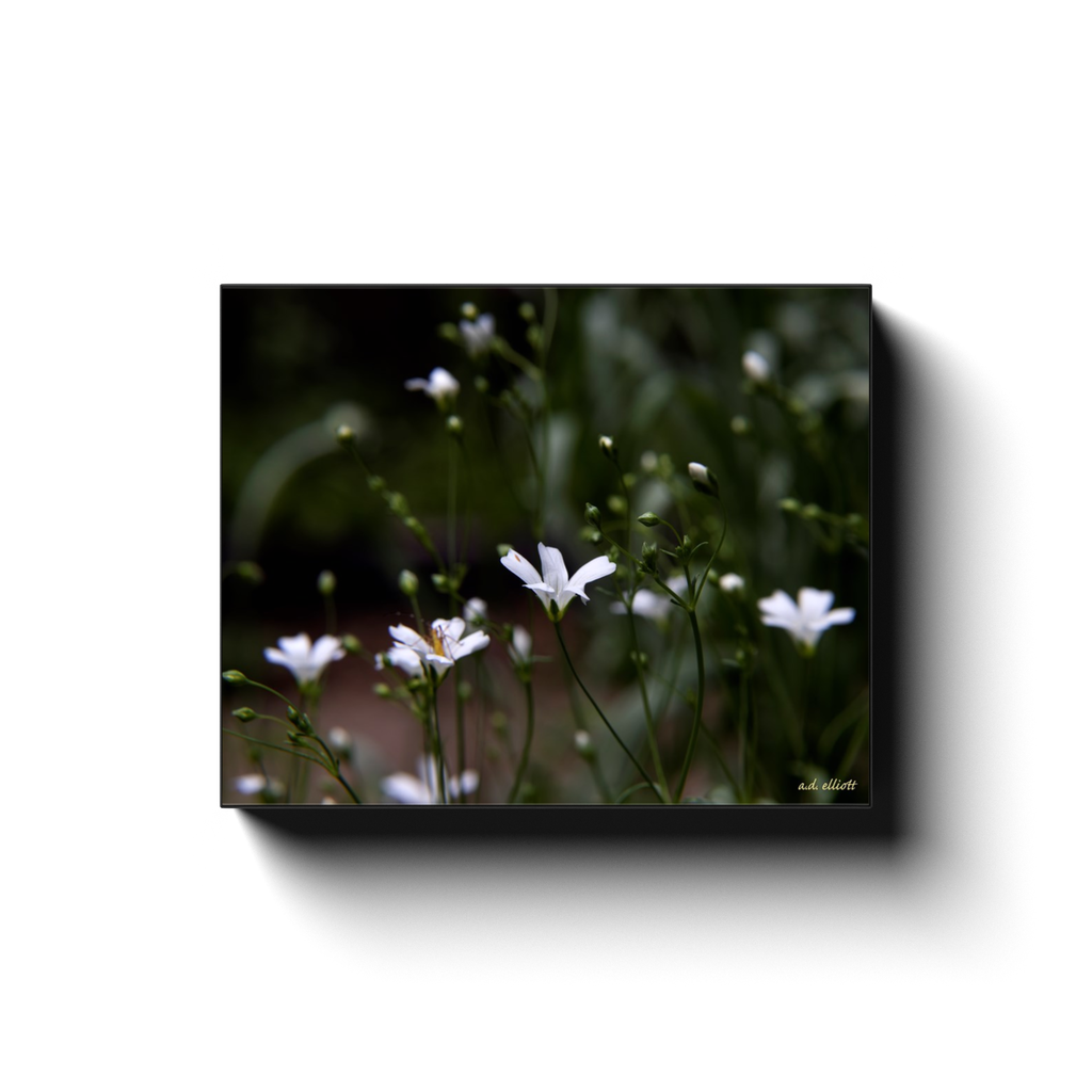 A macro photograph of white wildflowers, taken by the photographer a.d. elliott - Take the Back Roads - #TaketheBackRoads  Printed on high quality, artist-grade stock and folded around a lightweight frame to give them a gorgeous, gallery-ready appearance. With acid-free ink that will last without fading or chipping, Features a scratch-resistant UV coating. Wipes clean easily with a damp cloth or to remove dust, vacuum gently using a soft brush attachment.