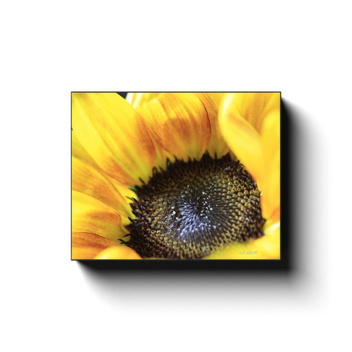 A macro photograph of a sunflower. Taken by the photographer a.d. elliott - Take the Back Roads - #TaketheBackRoads  Printed on high quality, artist-grade stock and folded around a lightweight frame to give them a gorgeous, gallery-ready appearance. With acid-free ink that will last without fading or chipping, Features a scratch-resistant UV coating. Wipes clean easily with a damp cloth or to remove dust, vacuum gently using a soft brush attachment.