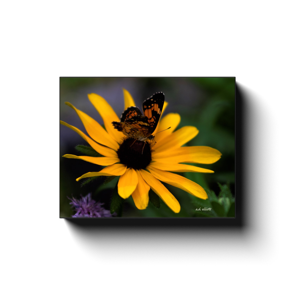 A macro photograph of a butterfly on a Black-eyed Susan. Taken by the photographer a.d. elliott.  Printed on high quality, artist-grade stock and folded around a lightweight frame to give them a gorgeous, gallery-ready appearance. With acid-free ink that will last without fading or chipping, Features a scratch-resistant UV coating. Wipes clean easily with a damp cloth or to remove dust, vacuum gently using a soft brush attachment.