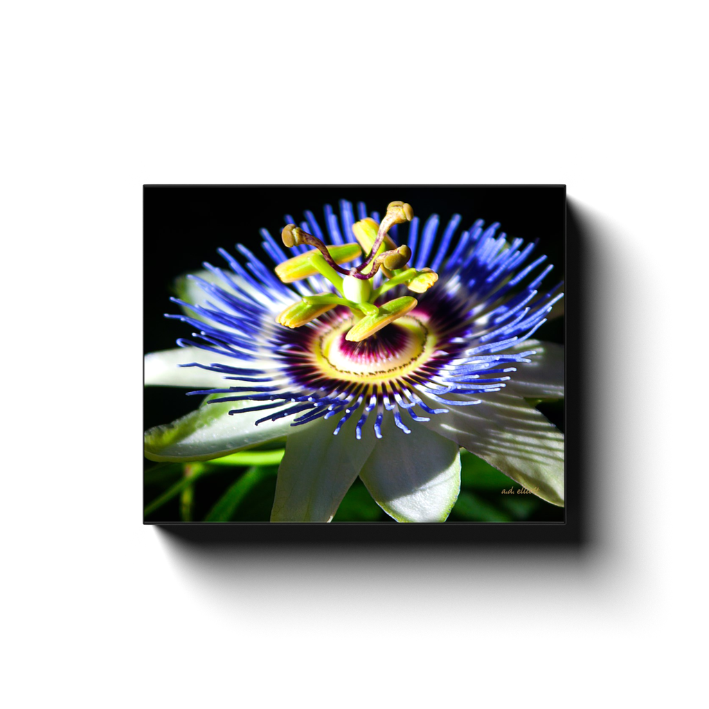 A macro photograph of a passion flower, taken by the photographer a.d. elliott.  Printed on high quality, artist grade stock and folded around a lightweight frame to give them a gorgeous, gallery ready appearance. With acid free ink that will last without fading or chipping, Features a scratch-resistant UV coating. Wipes clean easily with a damp cloth or to remove dust, vacuum gently using a soft brush attachment.