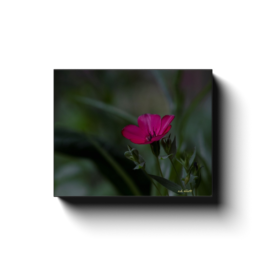 A macro photograph of a red flax flower. Taken by the photographer a.d. elliott  Printed on high quality, artist-grade stock and folded around a lightweight frame to give them a gorgeous, gallery-ready appearance. With acid-free ink that will last without fading or chipping, Features a scratch-resistant UV coating. Wipes clean easily with a damp cloth or to remove dust, vacuum gently using a soft brush attachment.