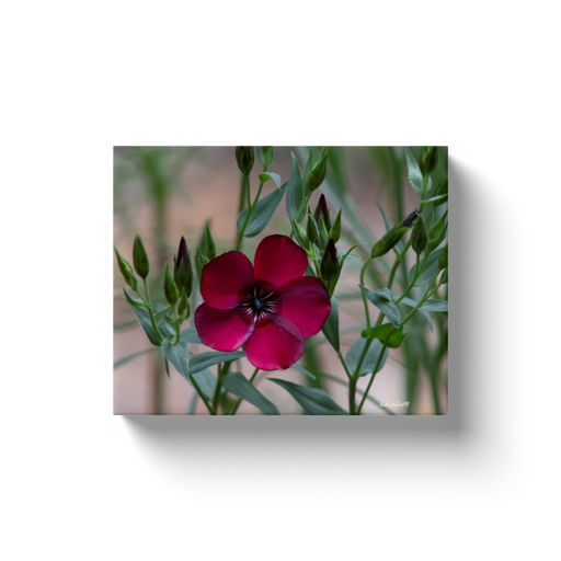 A macro photograph of a scarlet flax. Taken by the Arkansas photographer a.d. elliott. #TaketheBackRoads  Printed on high quality, artist grade stock and folded around a lightweight frame to give them a gorgeous, gallery ready appearance. With acid free ink that will last without fading or chipping, Features a scratch-resistant UV coating. Wipes clean easily with a damp cloth or to remove dust, vacuum gently using a soft brush attachment.
