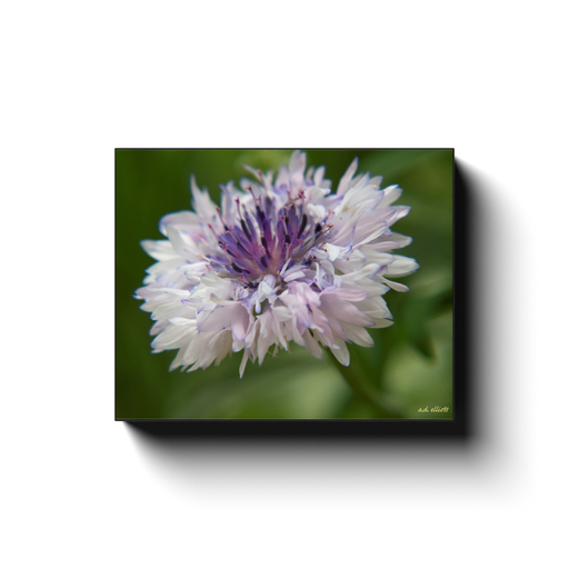 A macro photograph of a white Centaurea. Taken by the photographer a.d. elliott - Take the Back Roads - #TaketheBackRoads.  Printed on high quality, artist-grade stock and folded around a lightweight frame to give them a gorgeous, gallery-ready appearance. With acid-free ink that will last without fading or chipping, Features a scratch-resistant UV coating. Wipes clean easily with a damp cloth or to remove dust, vacuum gently using a soft brush attachment.