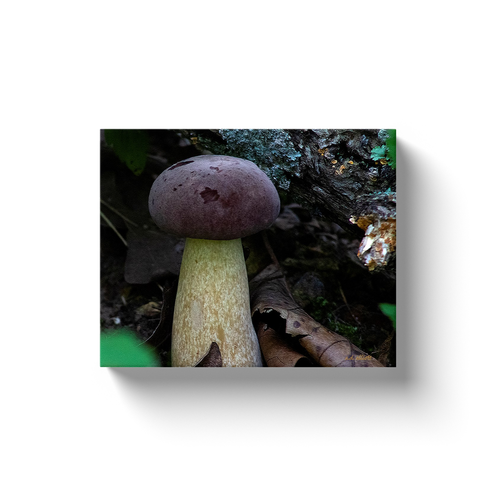 Boletus Tylopilus - a macro photograph of a purple and white mushroom.  Printed on high quality, artist-grade stock and folded around a lightweight frame to give them a gorgeous, gallery-ready appearance. With acid-free ink that will last without fading or chipping, Features a scratch-resistant UV coating. Wipes clean easily with a damp cloth or to remove dust, vacuum gently using a soft brush attachment.