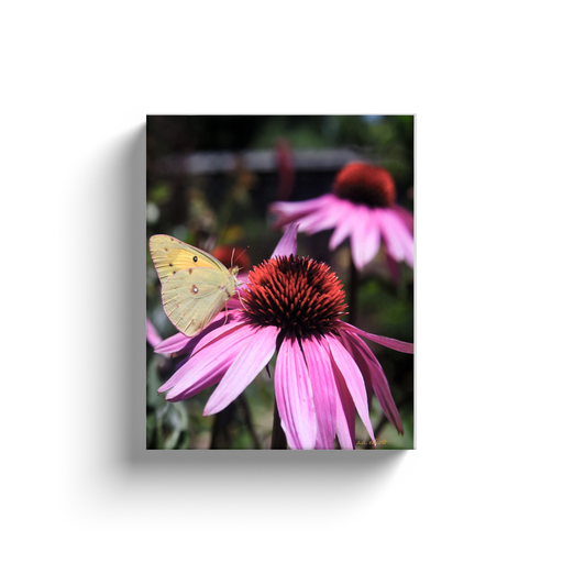 A macro photograph of coneflowers and moth taken by the photographer a.d. elliott.  Printed on high quality, artist-grade stock and folded around a lightweight frame to give them a gorgeous, gallery-ready appearance. With acid-free ink that will last without fading or chipping, Features a scratch-resistant UV coating. Wipes clean easily with a damp cloth or to remove dust, vacuum gently using a soft brush attachment.