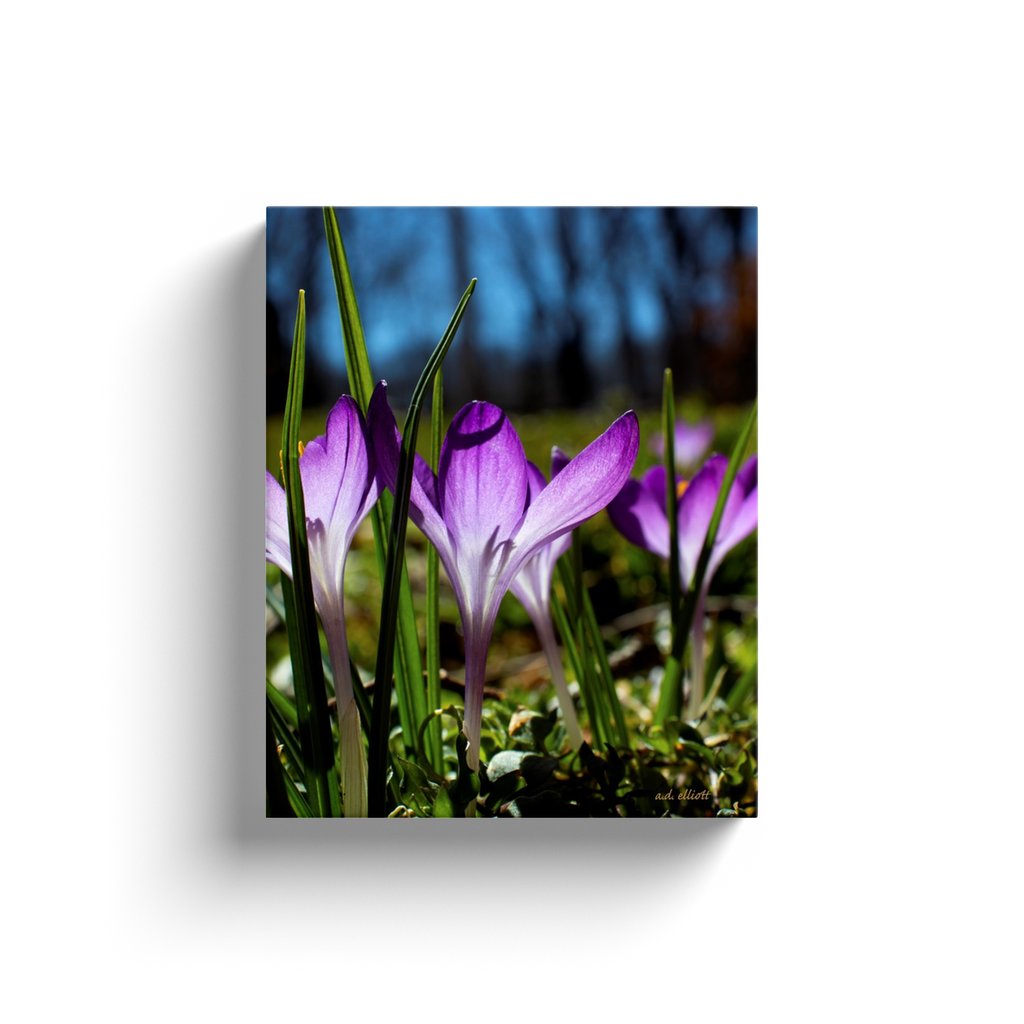 A macro photograph of purple crocus blossoms. Taken by the Arkansas photographer a.d. elliott #TaketheBackRoads  Printed on high quality, artist-grade stock and folded around a lightweight frame to give them a gorgeous, gallery-ready appearance. With acid-free ink that will last without fading or chipping, Features a scratch-resistant UV coating. Wipes clean easily with a damp cloth or to remove dust, vacuum gently using a soft brush attachment.