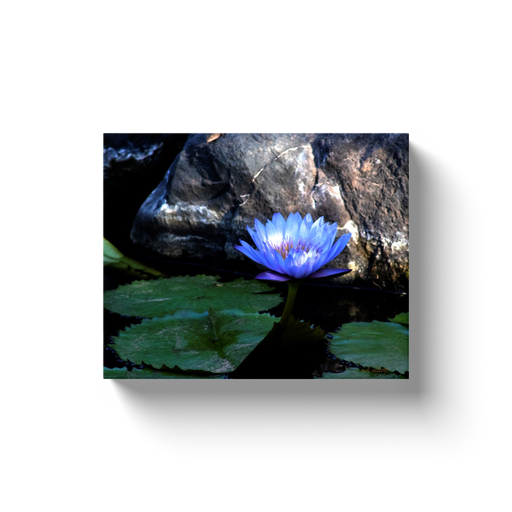 A macro photograph of a blue lotus.  Printed on high quality, artist-grade stock and folded around a lightweight frame to give them a gorgeous, gallery-ready appearance. With acid-free ink that will last without fading or chipping, Features a scratch-resistant UV coating. Wipes clean easily with a damp cloth or to remove dust, vacuum gently using a soft brush attachment.