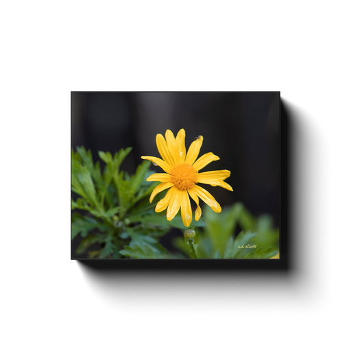 A macro photograph of a Marguerite (Yellow Daisy), taken by the photographer a.d. elliott #TaketheBackRoads  Printed on high quality, artist-grade stock and folded around a lightweight frame to give them a gorgeous, gallery-ready appearance. Print sizes - 8x10 to 24x30