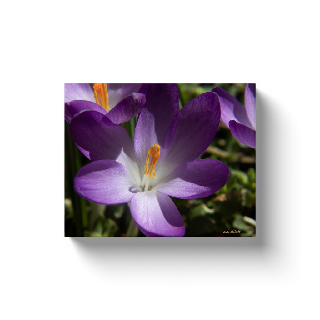 A macro photograph of a crocus. Taken by the Arkansas photographer a.d. elliott. #TaketheBackRoads  Printed on high-quality, artist-grade stock and folded around a lightweight frame to give them a gorgeous, gallery-ready appearance. With acid free ink that will last without fading or chipping, Features a scratch-resistant UV coating. Wipes clean easily with a damp cloth or to remove dust, vacuum gently using a soft brush attachment.