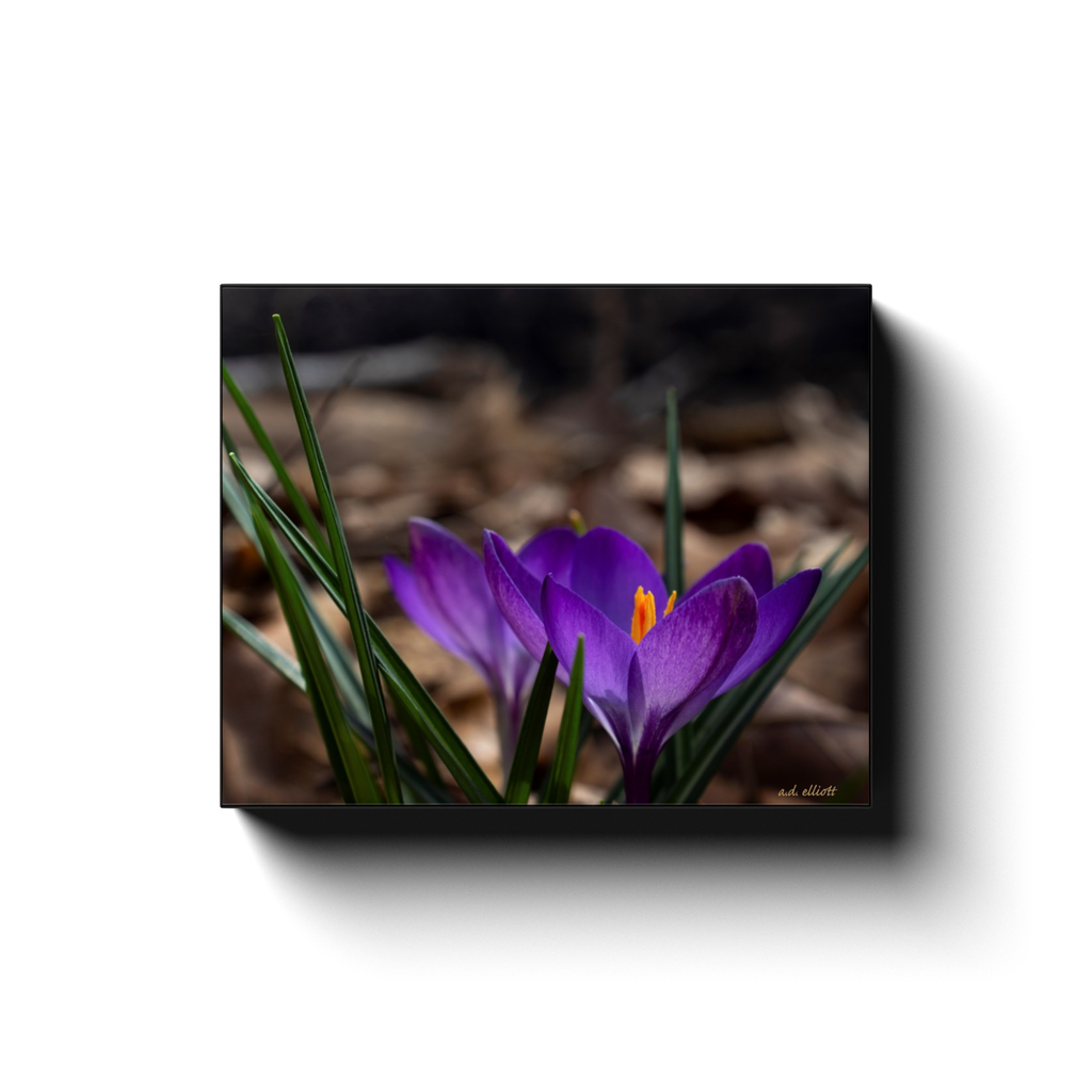 A macro photograph of crocus flowers, taken by the Arkansas photographer a.d. elliott. #TaketheBackRoads  Printed on high quality, artist grade stock and folded around a lightweight frame to give them a gorgeous, gallery ready appearance. With acid free ink that will last without fading or chipping, Features a scratch-resistant UV coating. Wipes clean easily with a damp cloth or to remove dust, vacuum gently using a soft brush attachment.