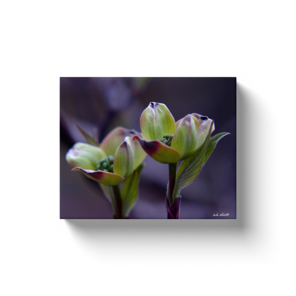 A macro photograph of dogwood blossoms taken by the photographer a.d. elliott Printed on high quality, artist grade stock and folded around a lightweight frame to give them a gorgeous, gallery ready appearance. With acid free ink that will last without fading or chipping, Features a scratch-resistant UV coating. Wipes clean easily with a damp cloth or to remove dust, vacuum gently using a soft brush attachment.