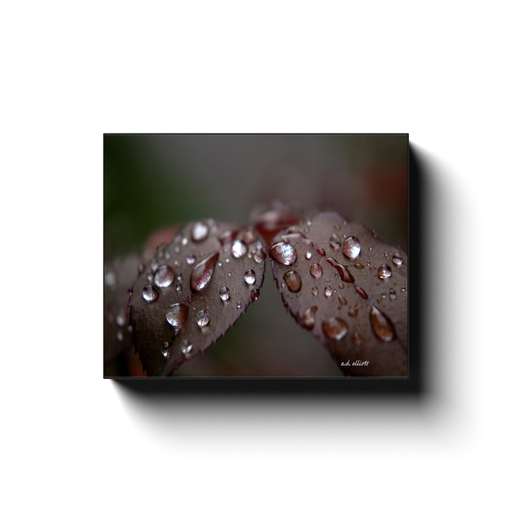 A macro photograph of raindrops on the leaves of a rose bush. Taken by the photographer a.d. elliott - Take the Back Roads #TaketheBackroads  Printed on high quality, artist-grade stock and folded around a lightweight frame to give them a gorgeous, gallery-ready appearance. With acid-free ink that will last without fading or chipping, Features a scratch-resistant UV coating. Wipes clean easily with a damp cloth or to remove dust, vacuum gently using a soft brush attachment.
