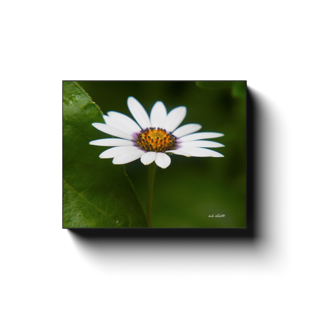 A macro photograph of a white daisy, taken by the photographer a.d. elliott - Take the Back Roads #TaketheBackRoads.  Printed on high quality, artist-grade stock and folded around a lightweight frame to give them a gorgeous, gallery-ready appearance. With acid-free ink that will last without fading or chipping, Features a scratch-resistant UV coating. Wipes clean easily with a damp cloth or to remove dust, vacuum gently using a soft brush attachment.