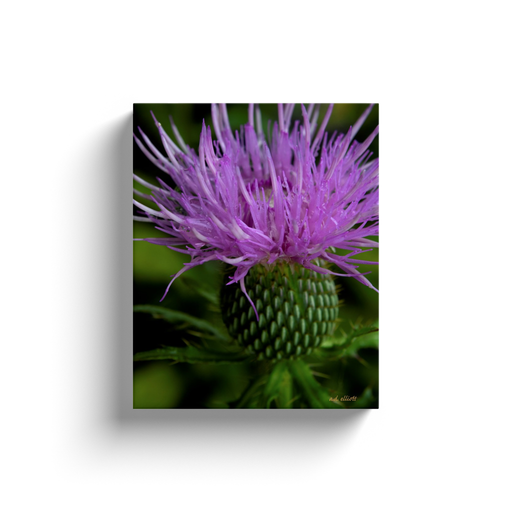 A macro photograph of a thistle taken by the photographer a.d. elliott.  Printed on high quality, artist-grade stock and folded around a lightweight frame to give them a gorgeous, gallery-ready appearance. With acid-free ink that will last without fading or chipping, Features a scratch-resistant UV coating. Wipes clean easily with a damp cloth or to remove dust, vacuum gently using a soft brush attachment.