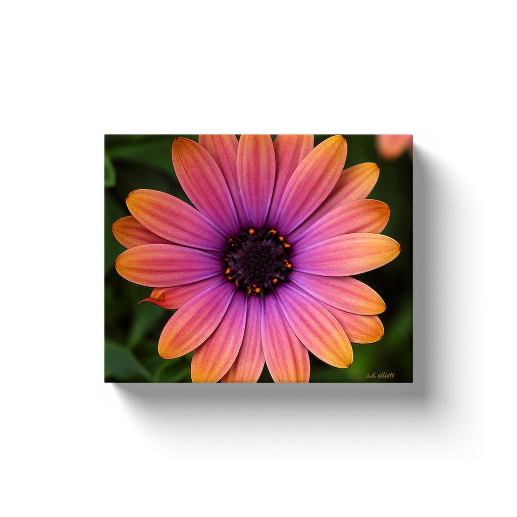 A macro photograph of an orange and pink daisy. Taken by the Arkansas photographer a.d. elliott. #TaketheBackRoads  Printed on high-quality, artist-grade stock and folded around a lightweight frame to give them a gorgeous, gallery-ready appearance. With acid-free ink that will last without fading or chipping, Features a scratch-resistant UV coating. Wipes clean easily with a damp cloth or to remove dust, vacuum gently using a soft brush attachment.