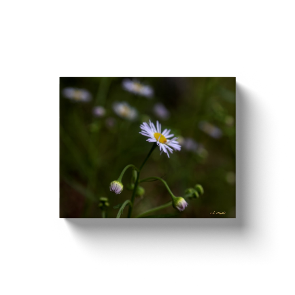 A macro photograph of an Arkansas Lazy Daisy (Aphanostephus) taken by the photographer a.d. elliott  Printed on high-quality, artist-grade stock and folded around a lightweight frame to give them a gorgeous, gallery-ready appearance. With acid-free ink that will last without fading or chipping, Features a scratch-resistant UV coating. Wipes clean easily with a damp cloth or to remove dust, vacuum gently using a soft brush attachment.